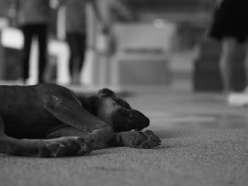 Close-up of dog sleeping at home