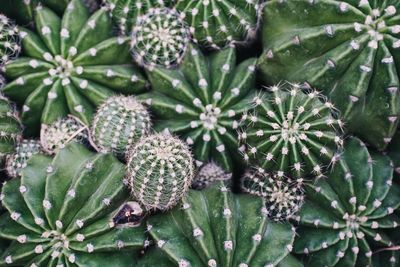 Close-up of cactus plant