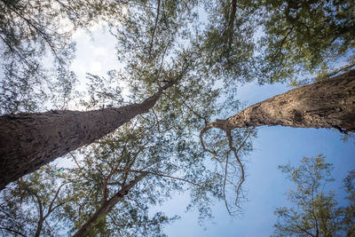 Low angle view of trees against sky