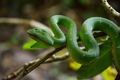 Close-up of green lizard on branch