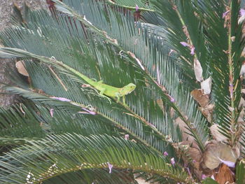 Close-up of lizard on plant