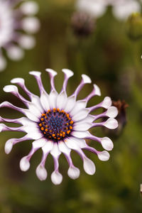 Close-up of white flower blooming outdoors