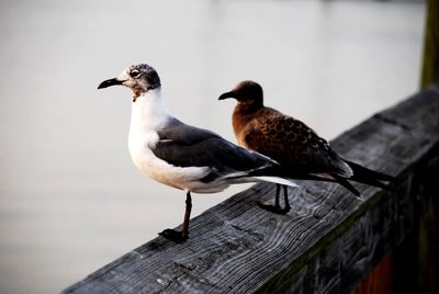 Seagulls perching on wooden post