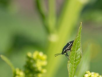 Close-up of insect on leaf