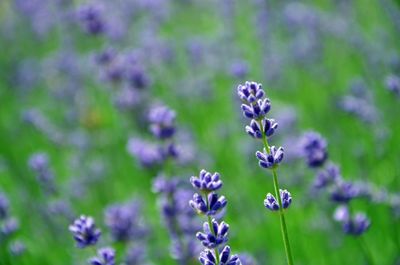 Close-up of purple flowering plants