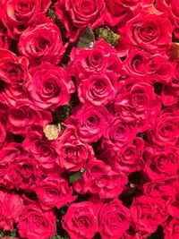 Close-up of pink rose