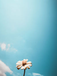 Close-up of white flowering plant against blue sky