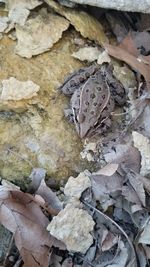 High angle view of dry leaves on rock