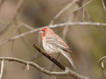 Close-up of bird perching on branch