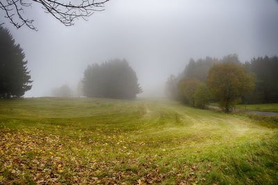 Trees on field against sky