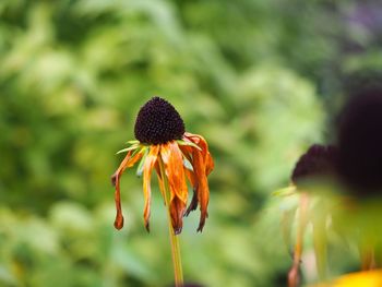 Close-up of fresh flowers blooming outdoors