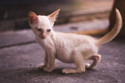 Portrait of cat with kitten