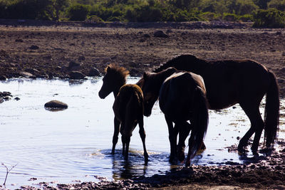 Wild horses in sardinia