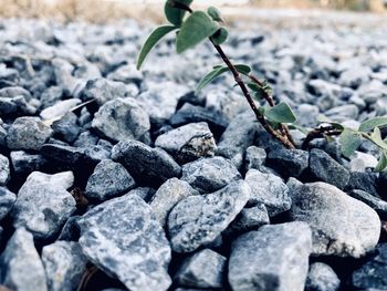 Close-up of pebbles on rock