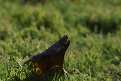 Close-up of grass in field