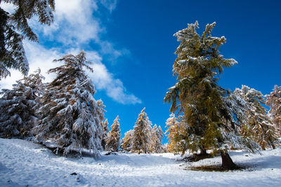 Trees on snow covered land against blue sky