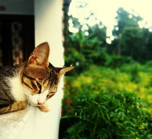 Portrait of cat sitting outdoors