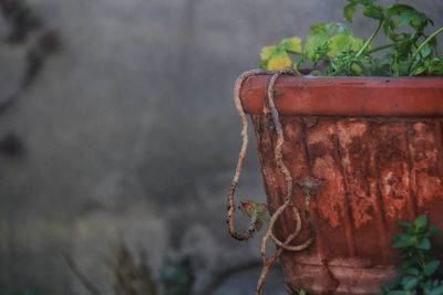 Close-up of potted plant