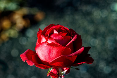 Close-up of rose blooming outdoors
