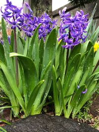 Close-up of purple crocus blooming outdoors