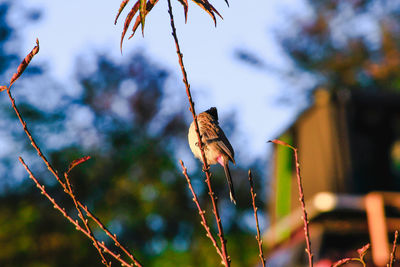 Low angle view of bird perching on tree