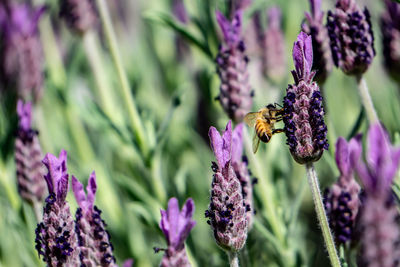 Close-up of butterfly pollinating on purple flowering plant