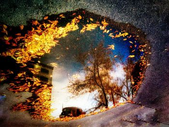 Reflection of trees in puddle