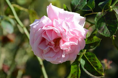 Close-up of wet pink rose blooming outdoors