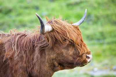 Close-up of a horse on field