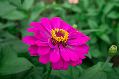 Close-up of pink flower