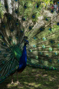 Peacock in a field