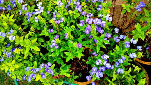 High angle view of purple flowering plants on field