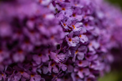 Close-up of purple flowering plant