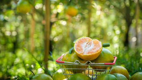 Close-up of apples in greenhouse