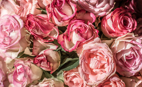 A bouquet of pink roses in sunlight
