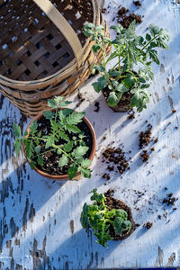 High angle view of potted plants in basket