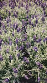 Full frame shot of lavender plants