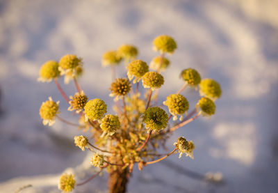 Close-up of flowers against blurred background