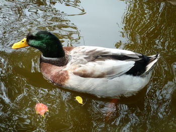 High angle view of duck swimming in lake