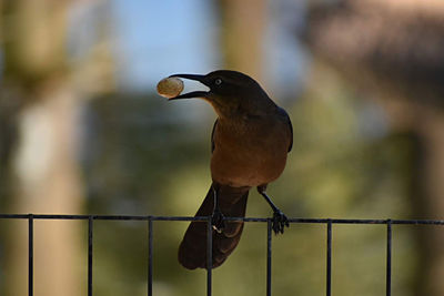 Close-up of bird perching on railing