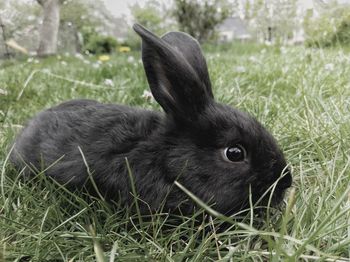 Close-up of a rabbit on field