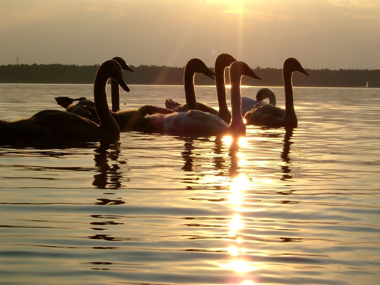 water, sky, sunset, waterfront, animal themes, animal, bird, beauty in nature, vertebrate, animals in the wild, group of animals, swimming, nature, animal wildlife, lake, reflection, sunlight, sun, scenics - nature, no people, outdoors