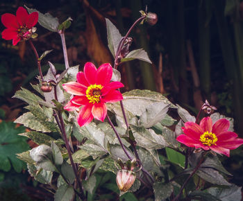 Close-up of flowers blooming outdoors