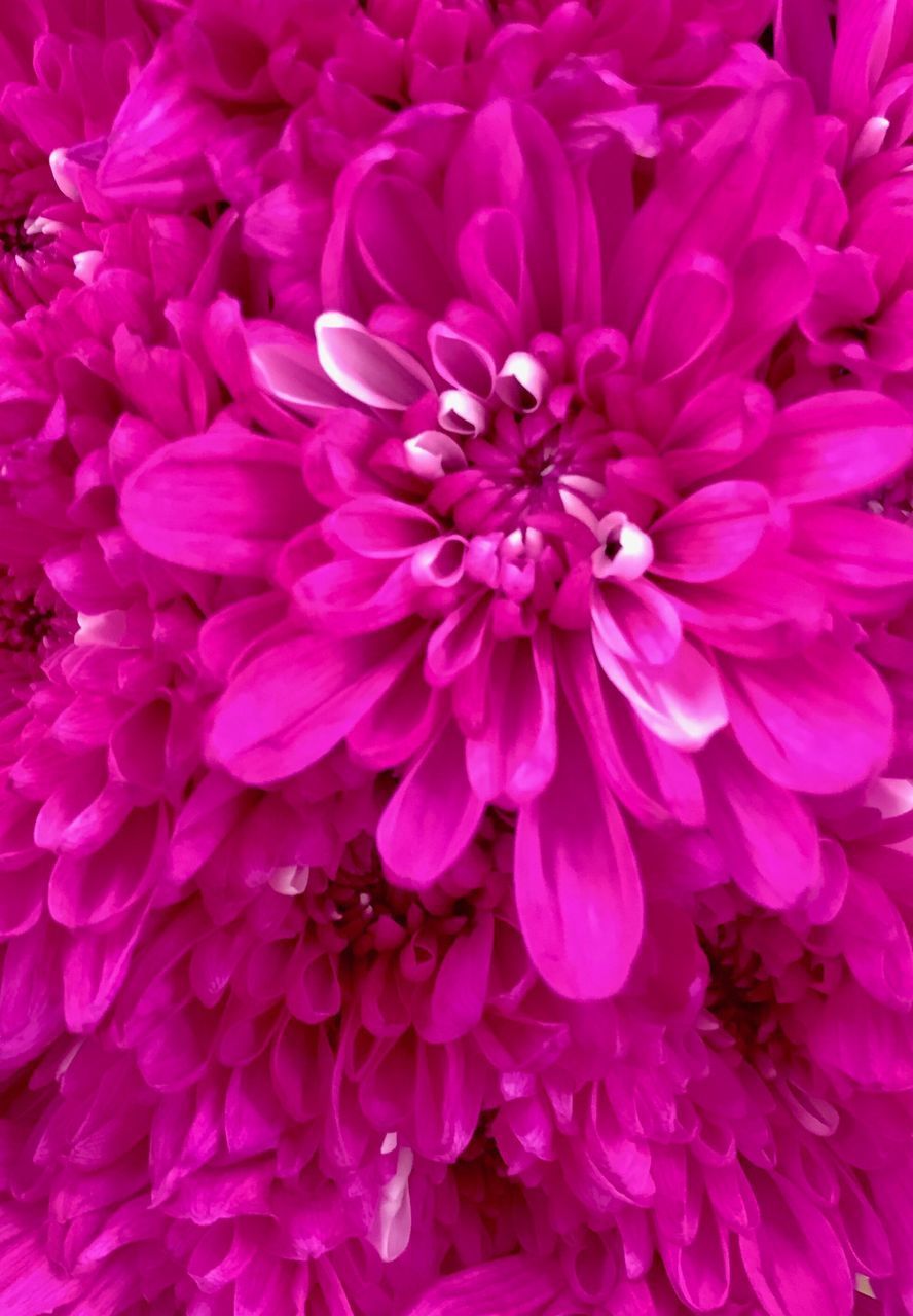 FULL FRAME SHOT OF PINK DAHLIA