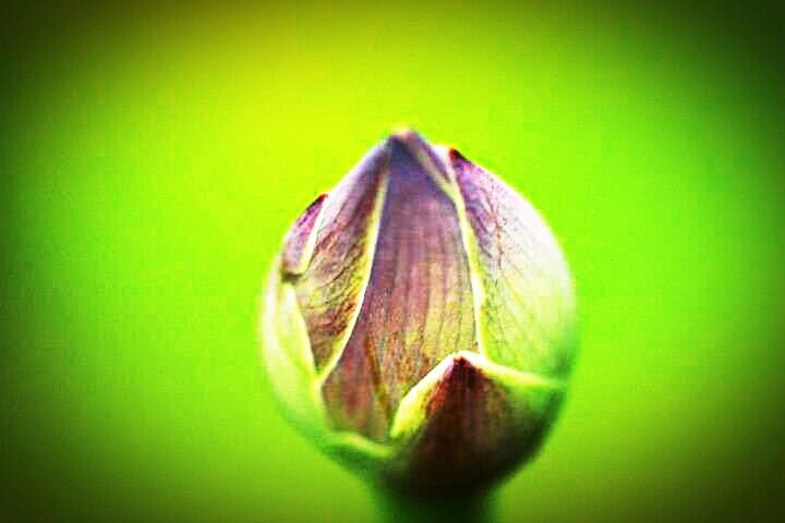 flower, freshness, fragility, close-up, petal, flower head, single flower, studio shot, beauty in nature, growth, nature, plant, selective focus, macro, focus on foreground, purple, blossom, leaf, black background, no people