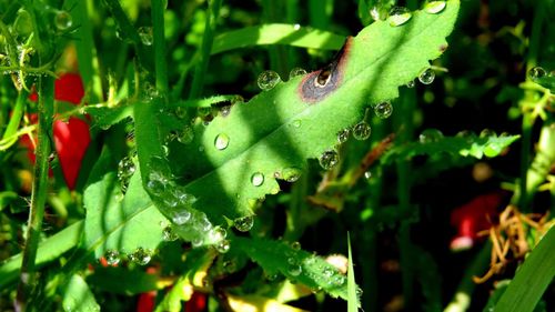 Close-up of wet plant leaves during rainy season