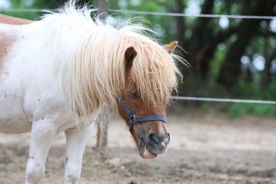 Close-up of horse on field