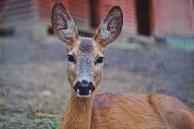 Portrait of deer 