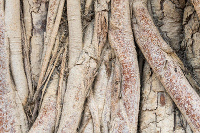 Full frame shot of tree trunk in forest