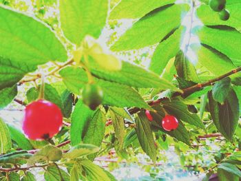 Close-up of red berries on tree